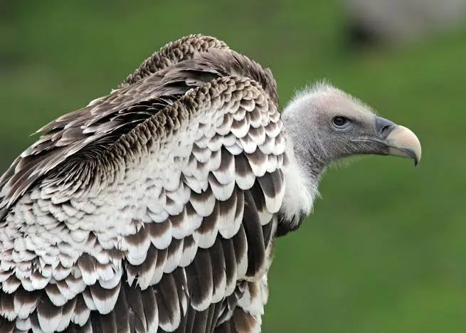 Rüyada Akbaba Görmek