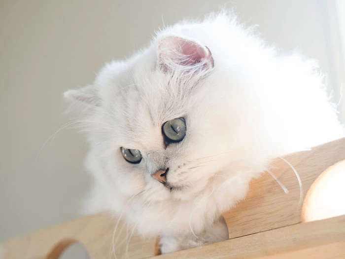 Rüyada Beyaz Kedi Görmek rüya tabiri