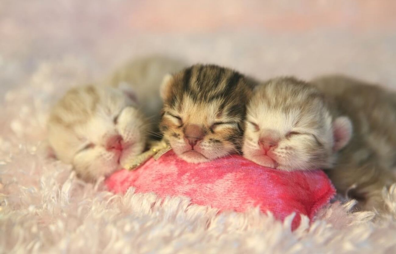 Rüyada Kedi Yavruları Görmek