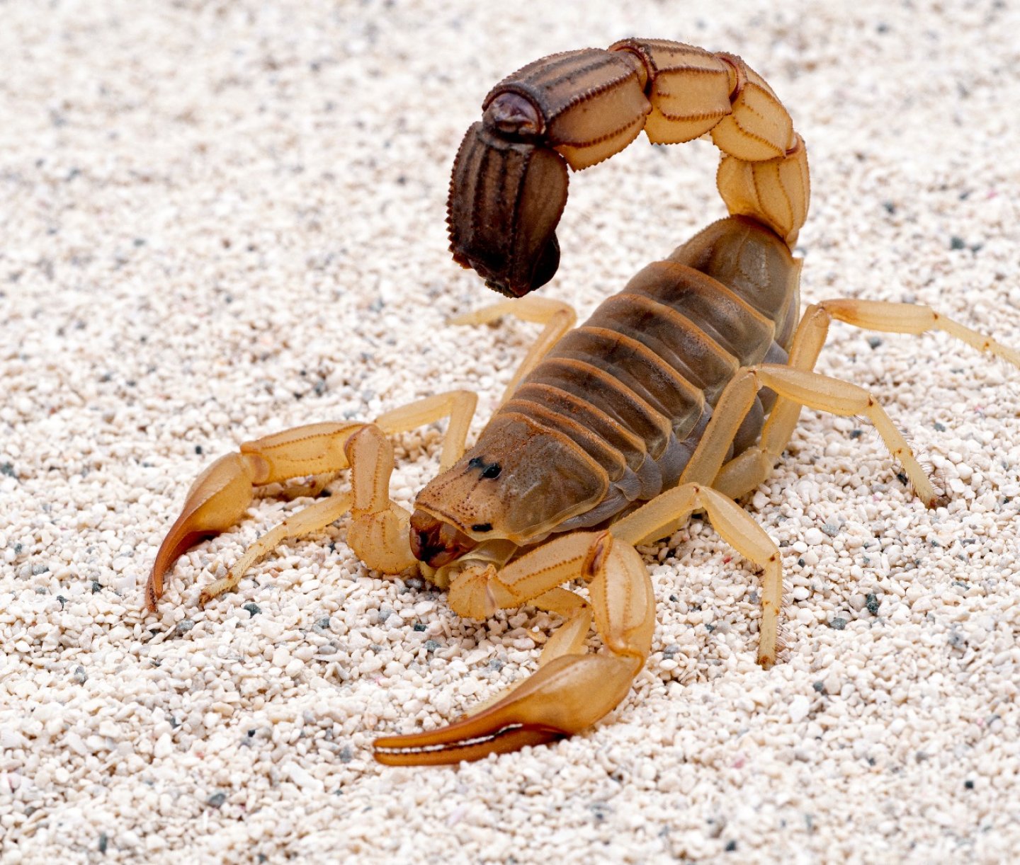 Rüyada Akrep Görmek