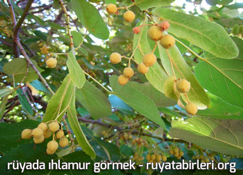 Rüyada ıhlamur Görmek