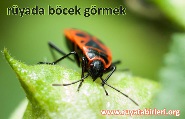 böcek
