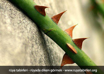 ruyada-diken-gormek