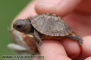 kaplumbağa
