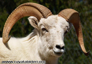 Rüyada kurban Görmek