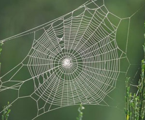 örümcek ağı