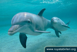 Rüyada yunus Görmek