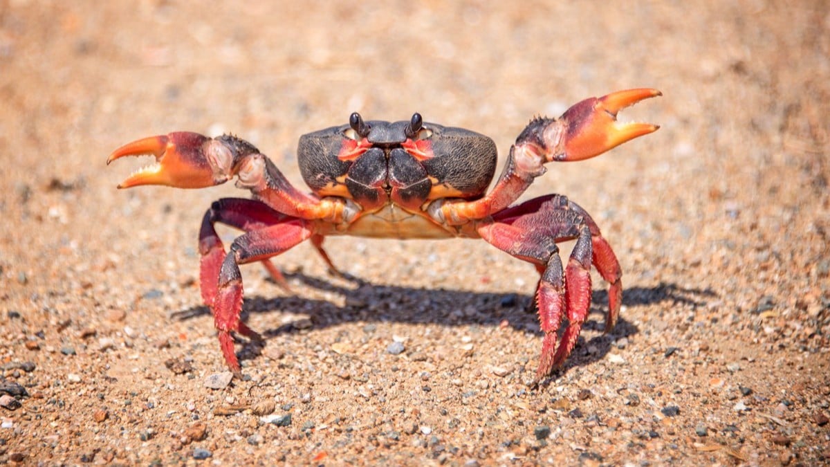 Rüyada Yengeç Görmek