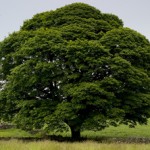 çınar ağacı